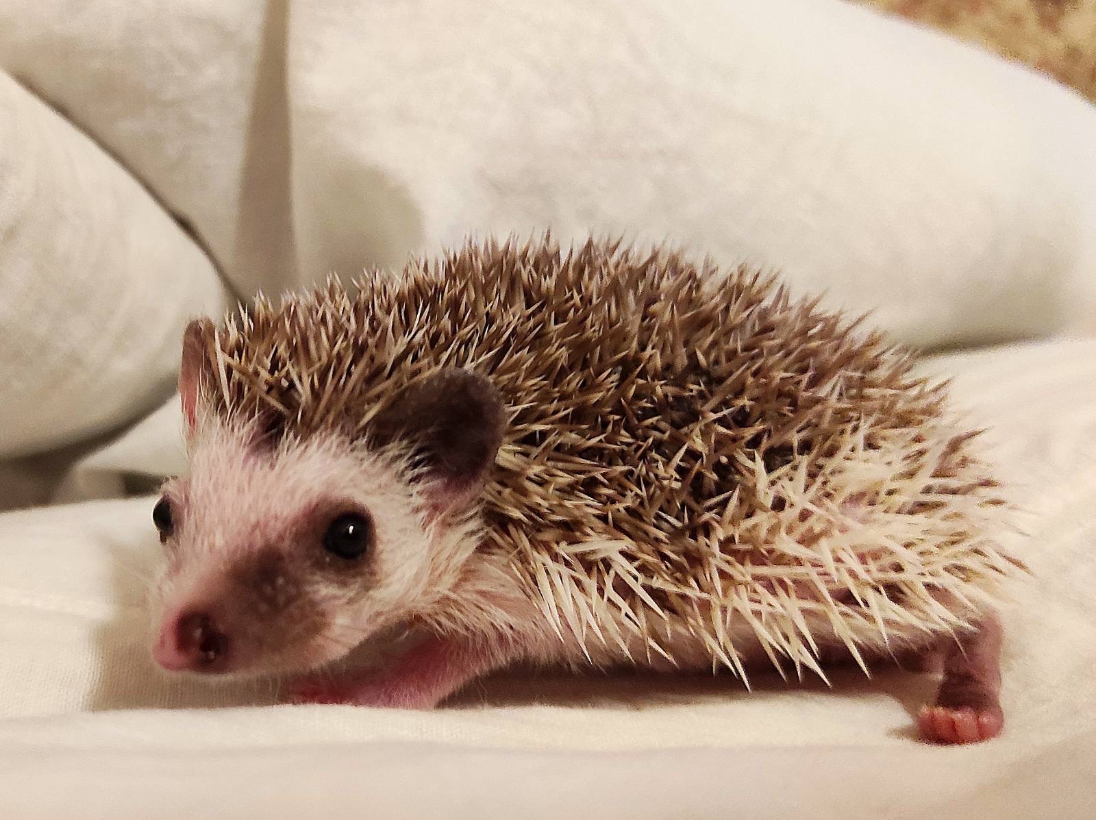 Африканський їжачок, хлопчик