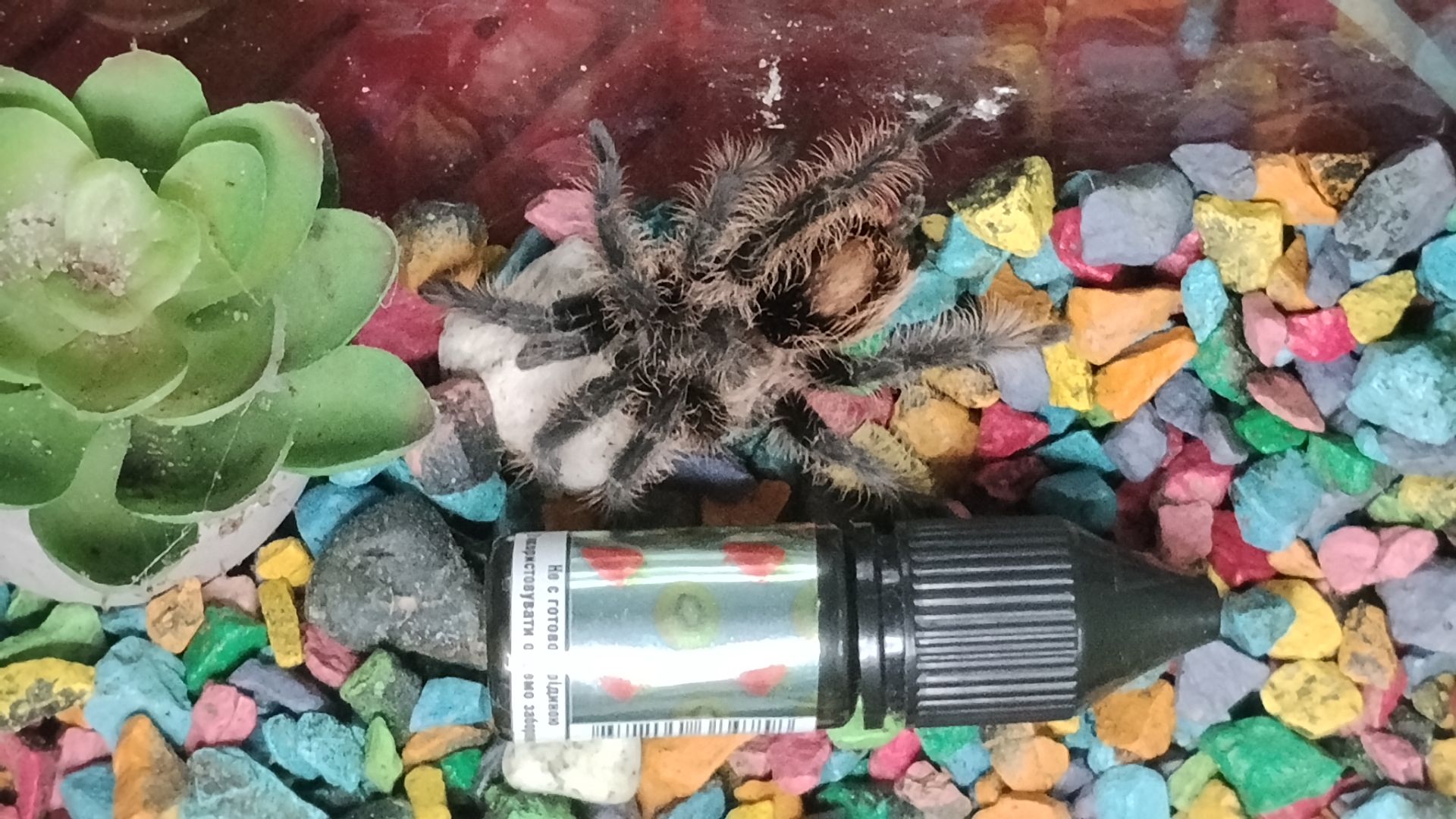 паук птицеед