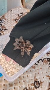 паук птицеед