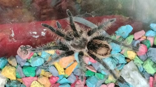 паук птицеед