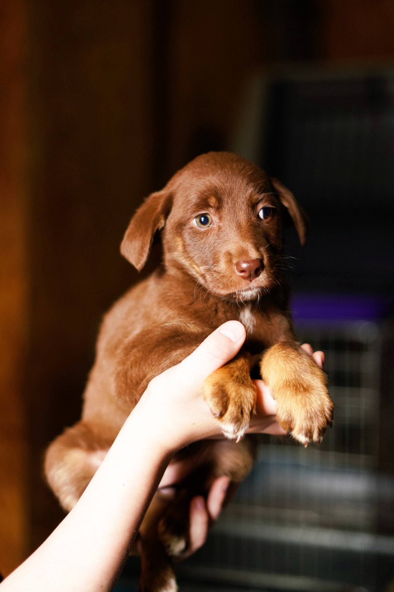 Шоколадні Цуценя з Краматорська