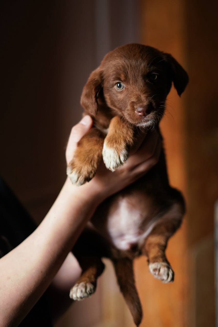 Шоколадні Цуценя з Краматорська