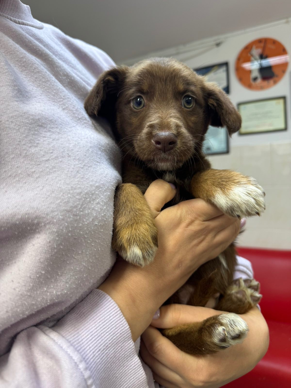 Шоколадні Цуценя з Краматорська