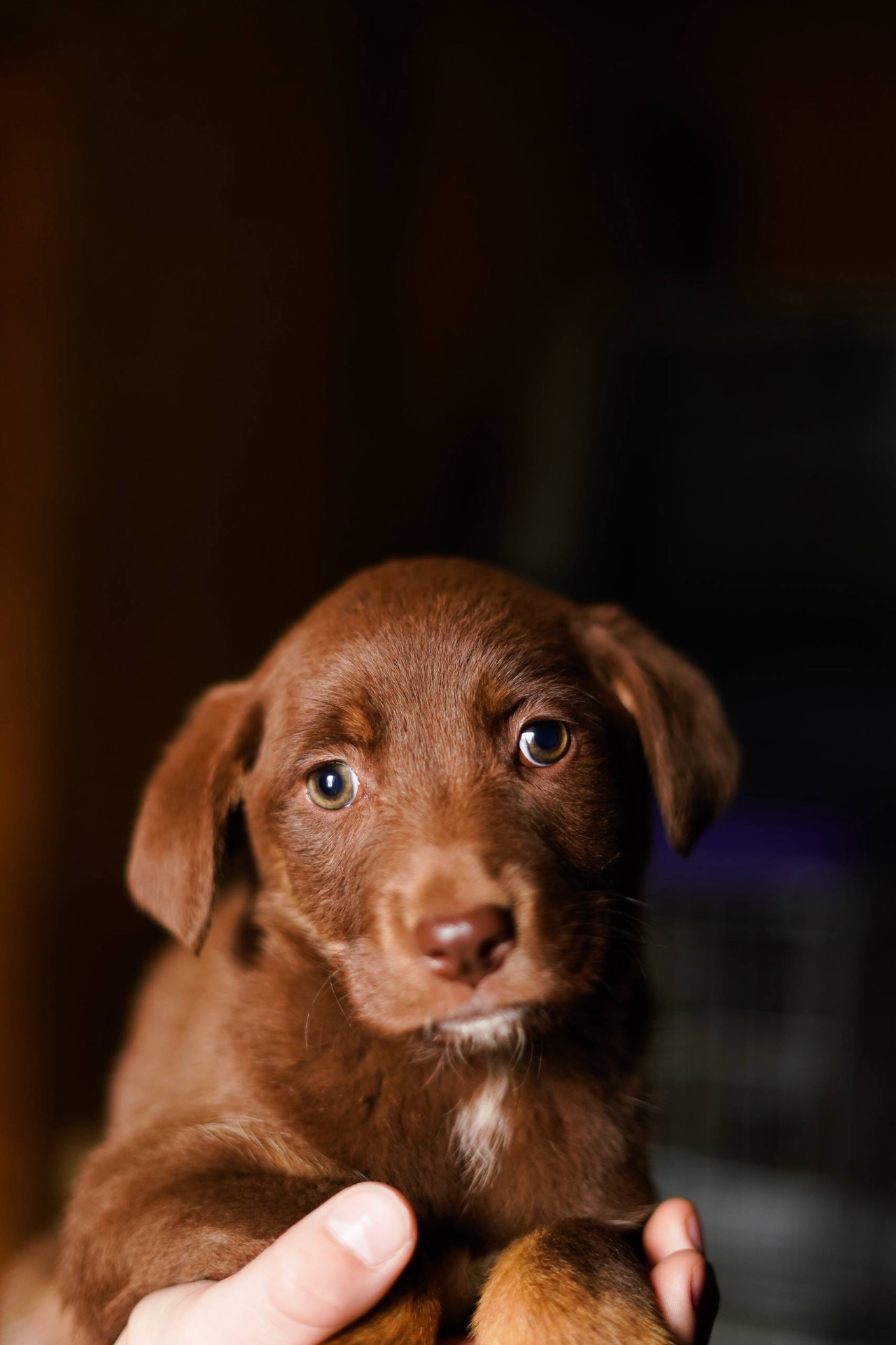 Шоколадні Цуценя з Краматорська