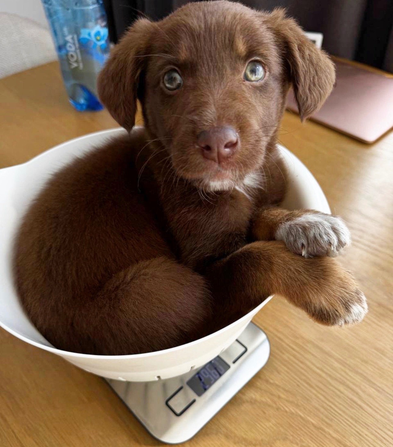 Шоколадні Цуценя з Краматорська