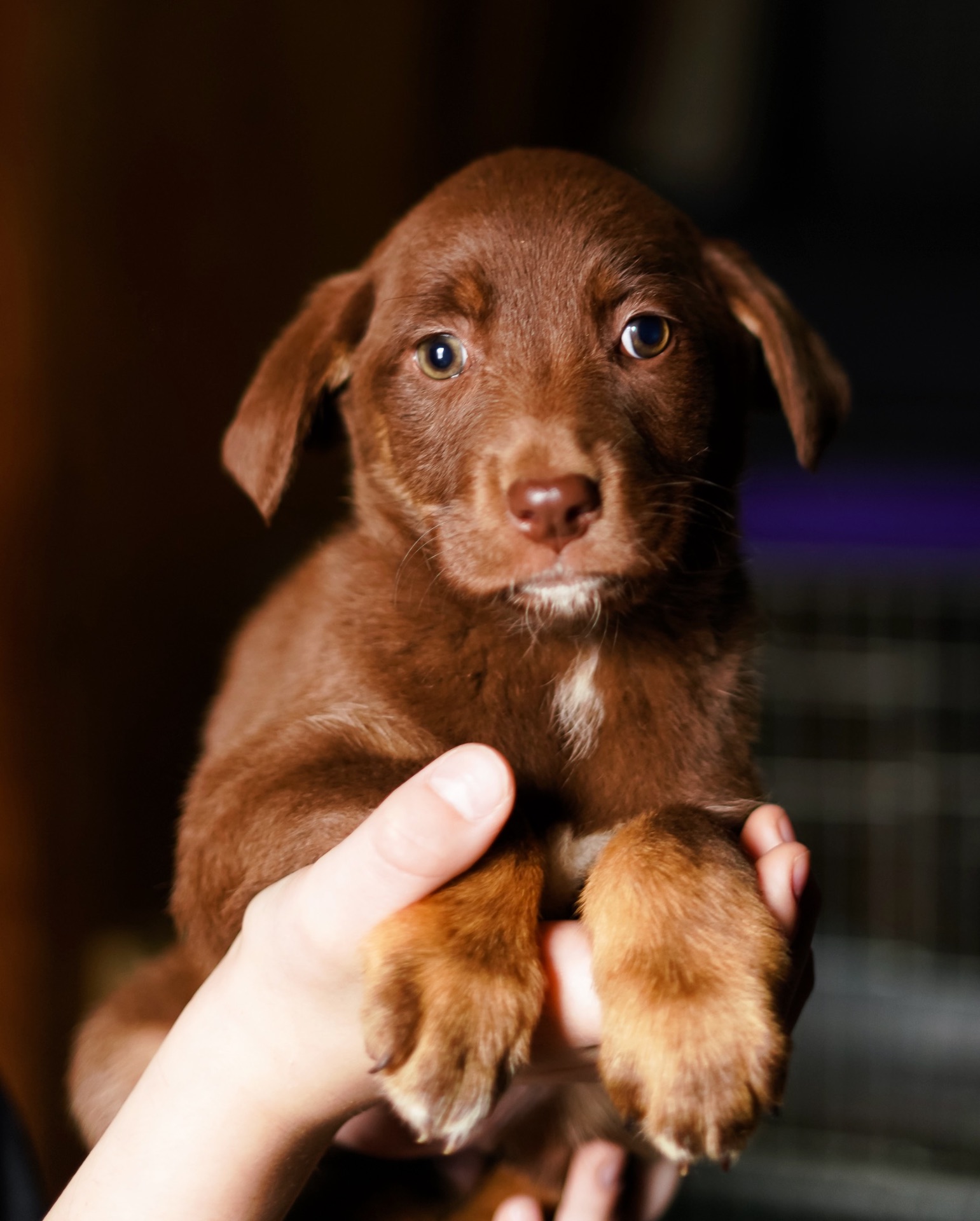 Шоколадні Цуценя з Краматорська