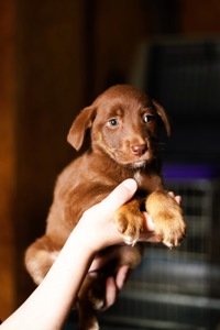 Шоколадні Цуценя з Краматорська