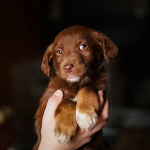 Шоколадні Цуценя з Краматорська