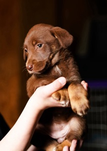 Шоколадні Цуценя з Краматорська