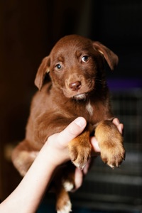 Шоколадні Цуценя з Краматорська