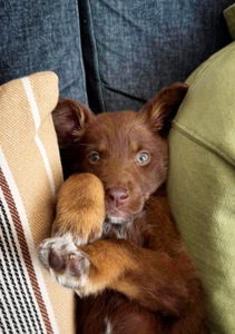 Шоколадні Цуценя з Краматорська