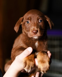 Шоколадні Цуценя з Краматорська