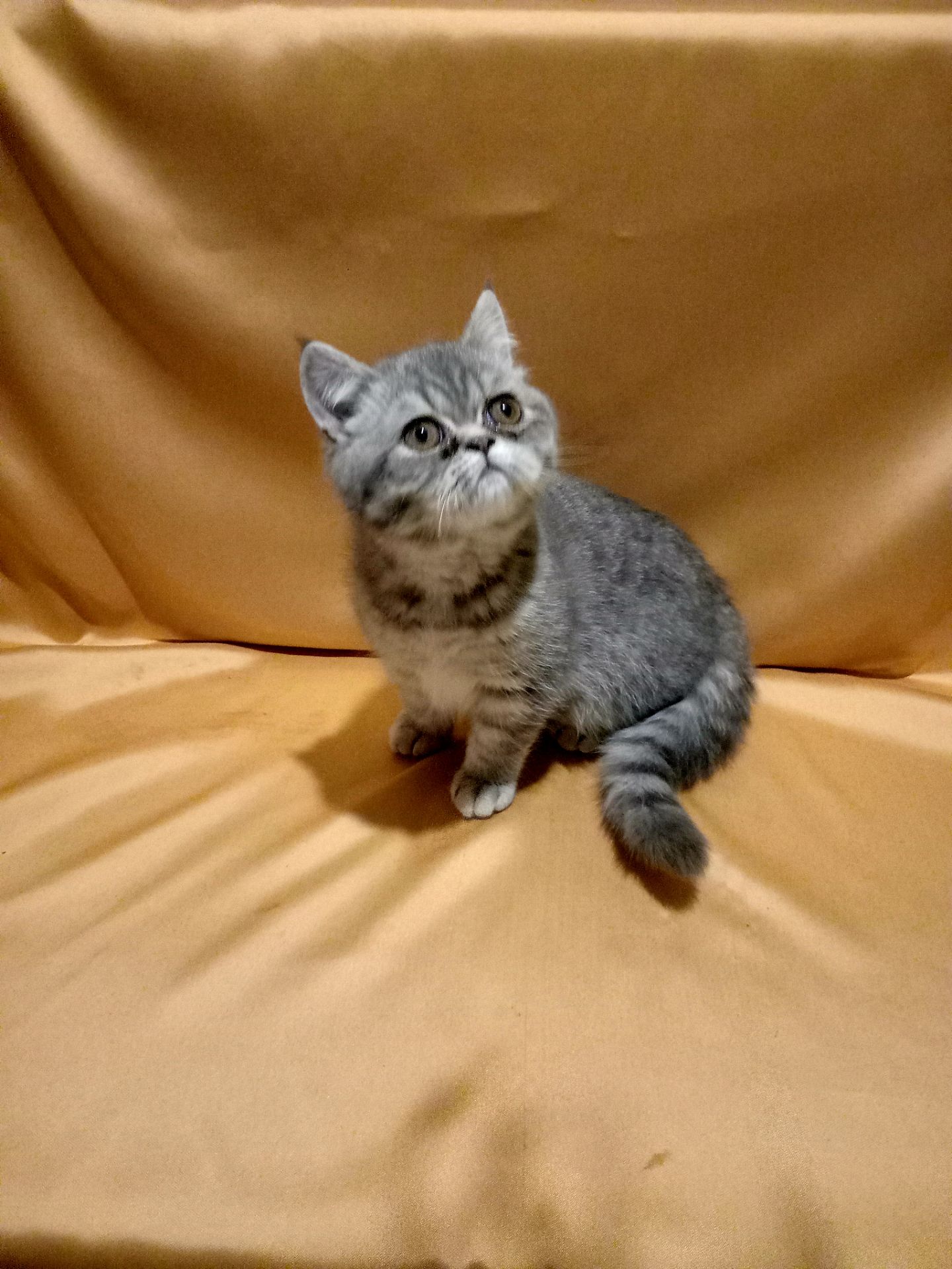 Дужеласкава дівченка дівчинка екзот