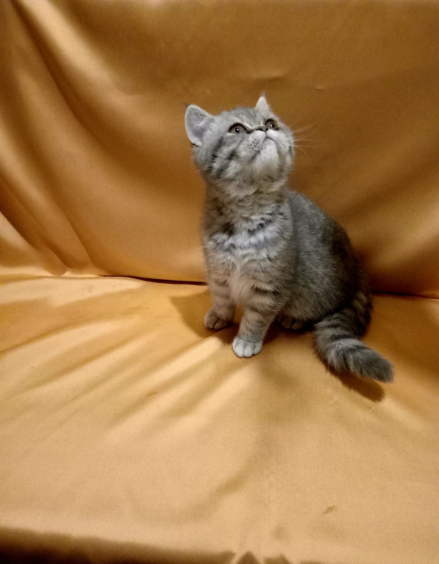 Дужеласкава дівченка дівчинка екзот