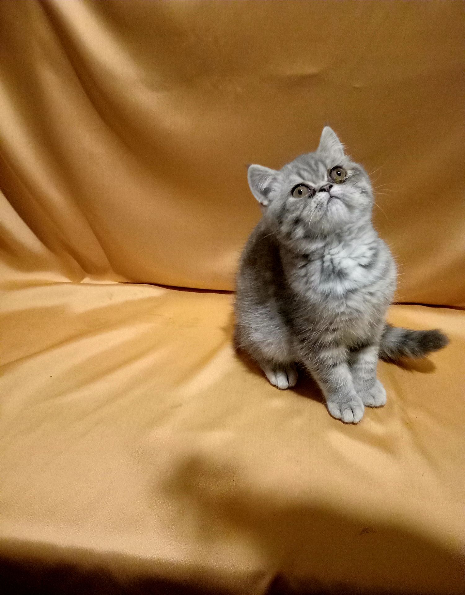 Дужеласкава дівченка дівчинка екзот