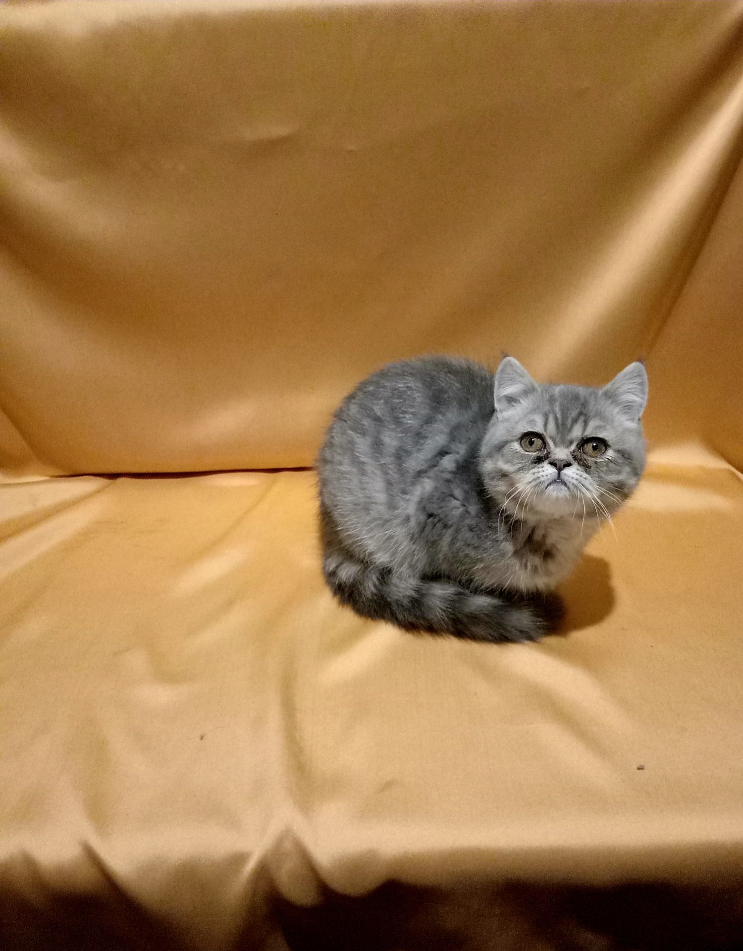 Дужеласкава дівченка дівчинка екзот