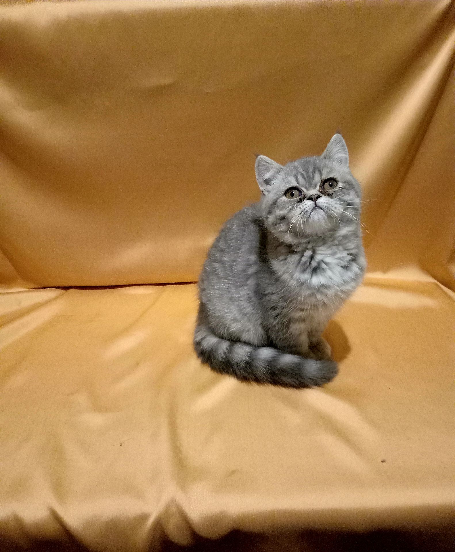 Дужеласкава дівченка дівчинка екзот