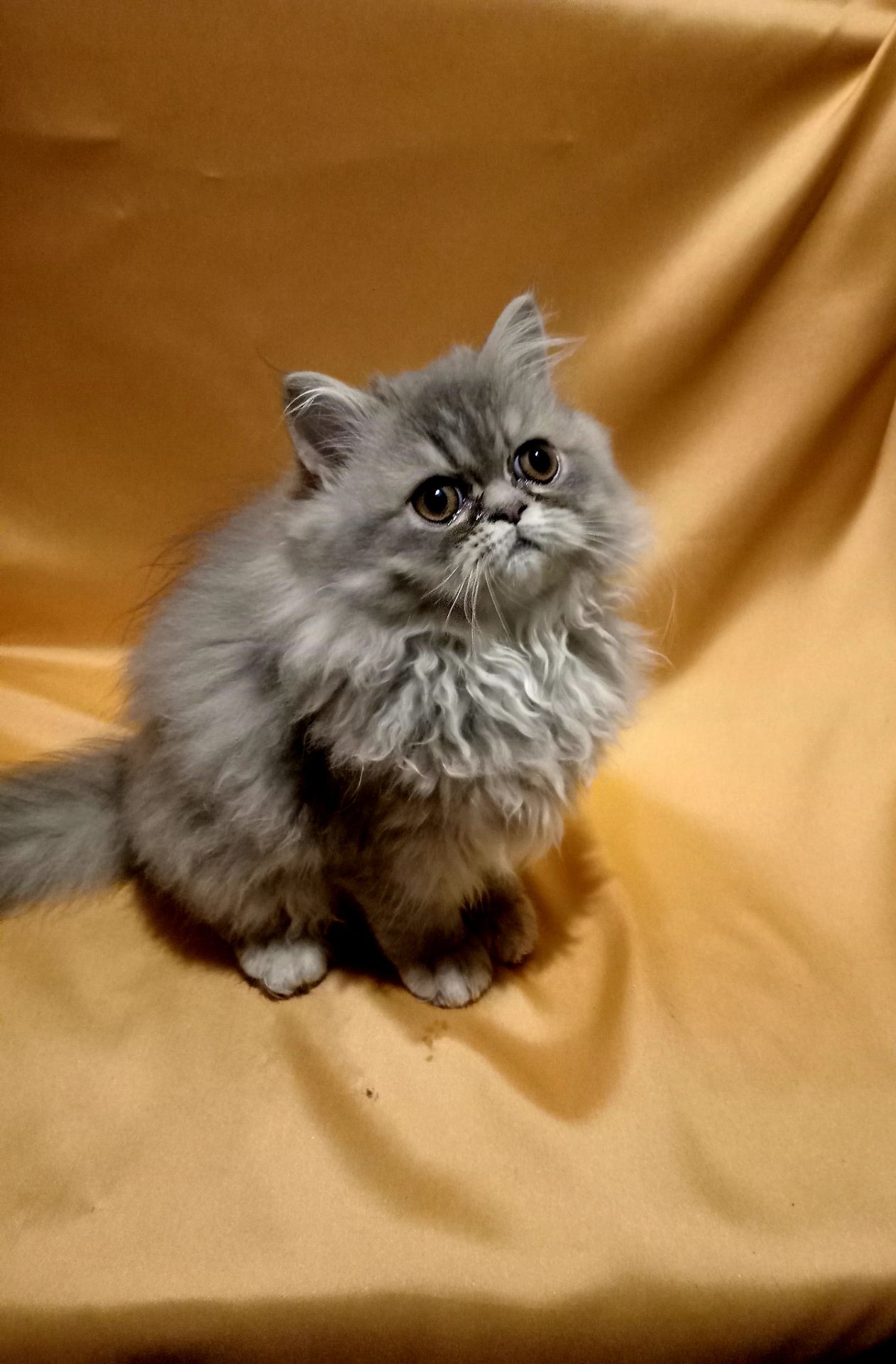 Ласкава персидська дівчинка