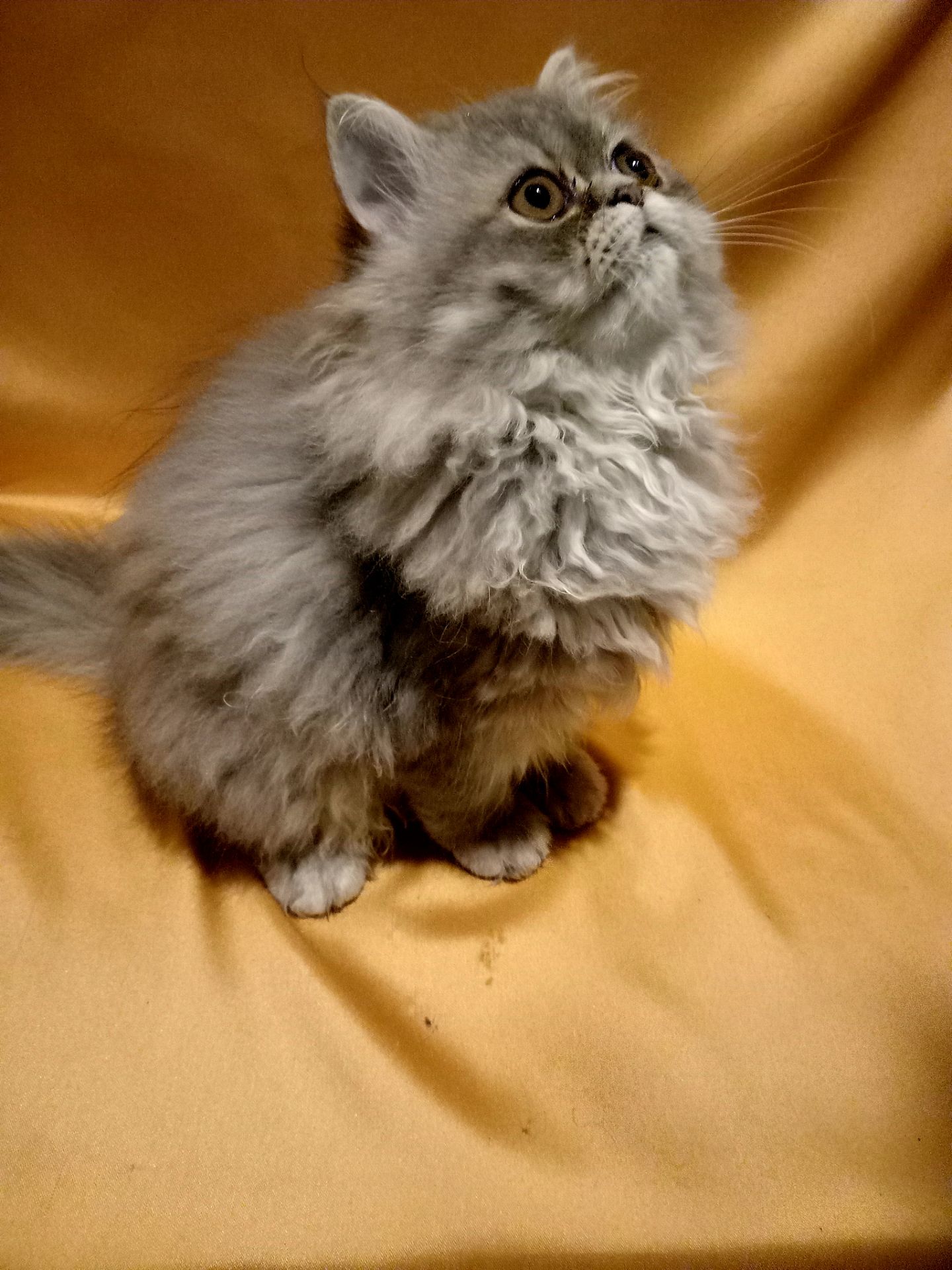 Ласкава персидська дівчинка