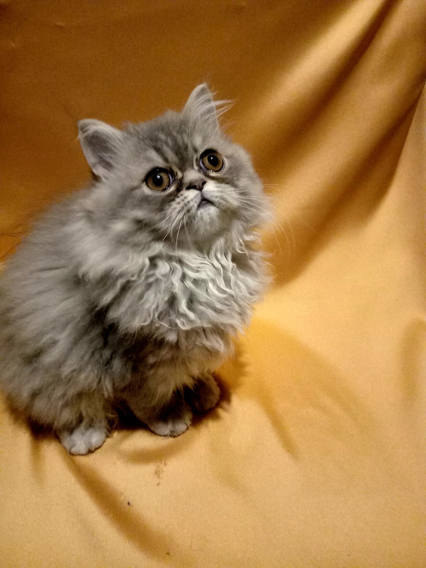 Ласкава персидська дівчинка