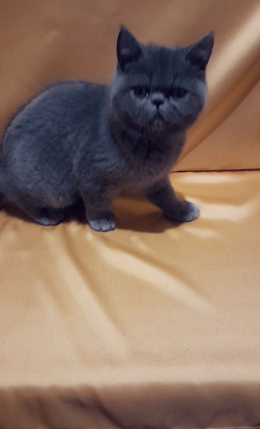 Грайливе кошеня, хлопчик