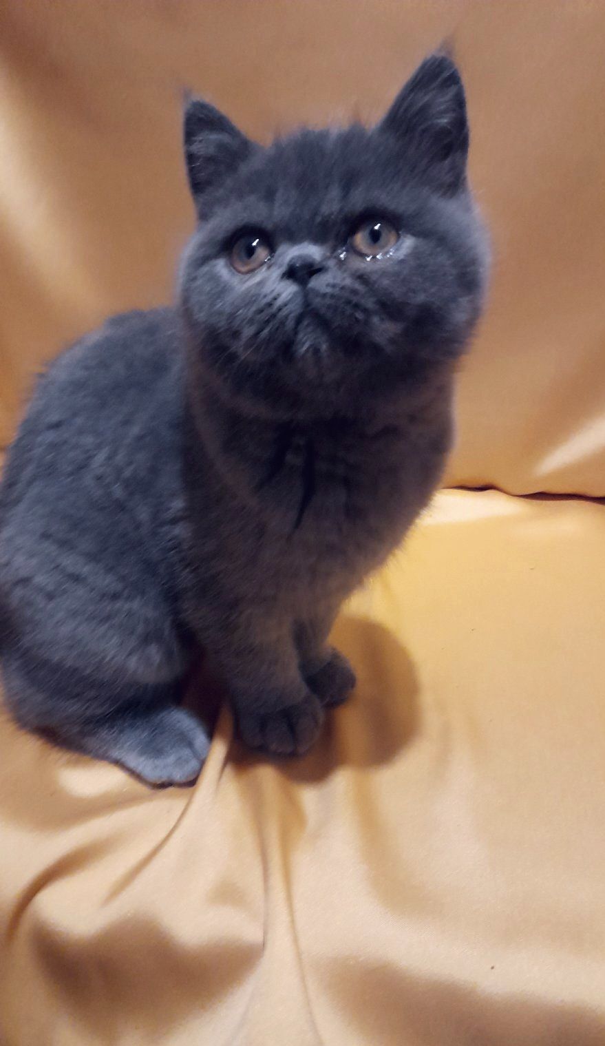 Грайливе кошеня, хлопчик