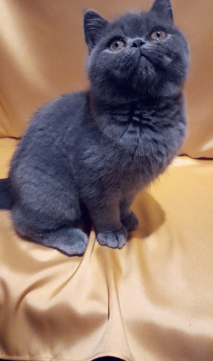 Грайливе кошеня, хлопчик