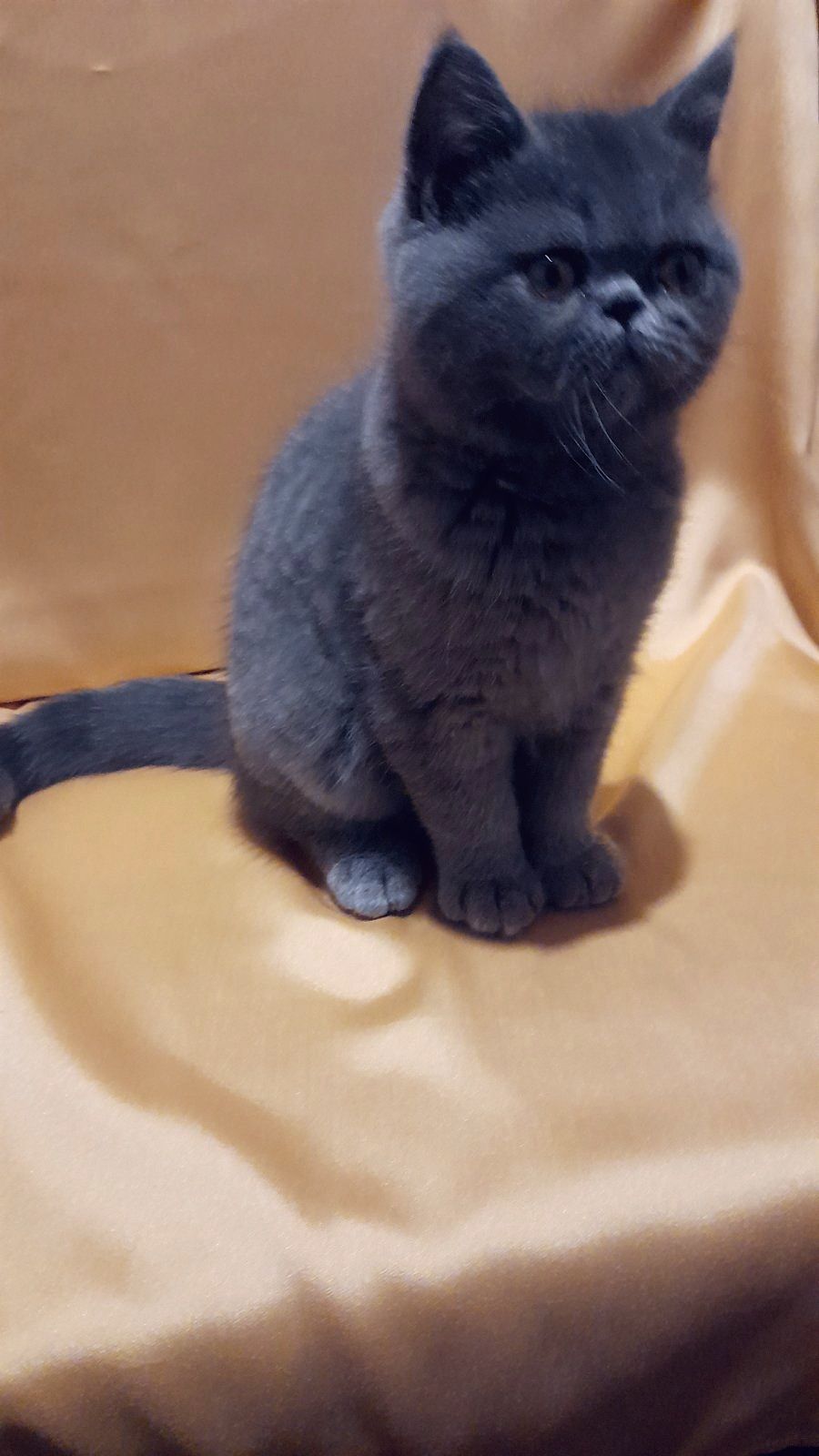 Грайливе кошеня, хлопчик