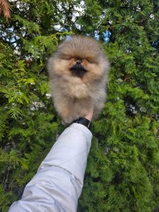 VIP Померанские шпицы