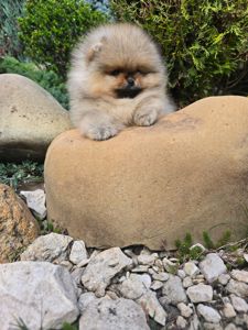 VIP Померанские шпицы