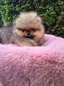 VIP Померанские шпицы