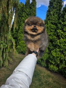 VIP Померанские шпицы