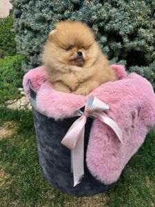 Vip щенки померанског шпица