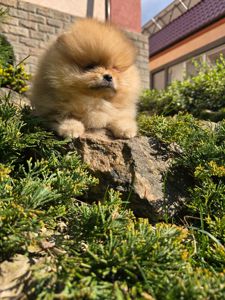 Vip щенки померанског шпица