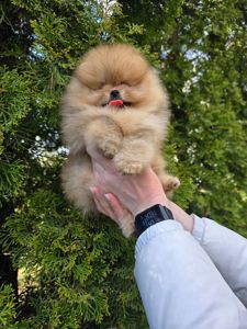 Vip щенки померанског шпица