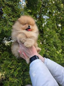 Vip щенки померанског шпица