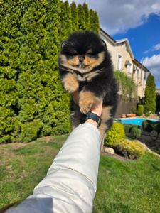 Vip щенки померанского шпица