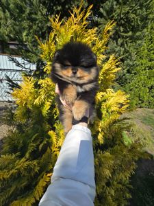 Vip щенки померанского шпица