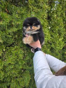 Vip щенки померанского шпица