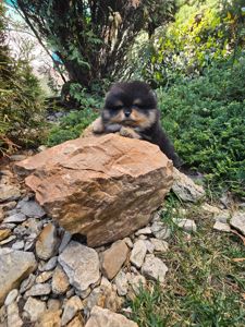 Vip щенки померанского шпица