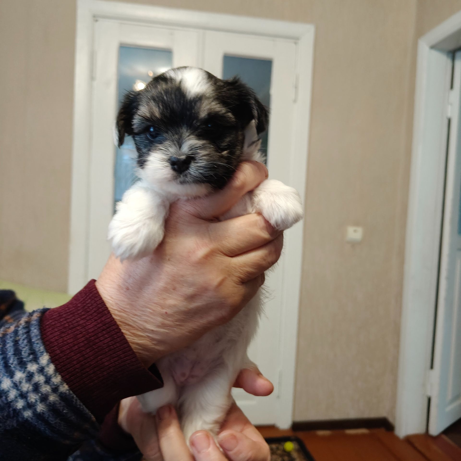 Цуценята бівер-йоркширський тер'єр