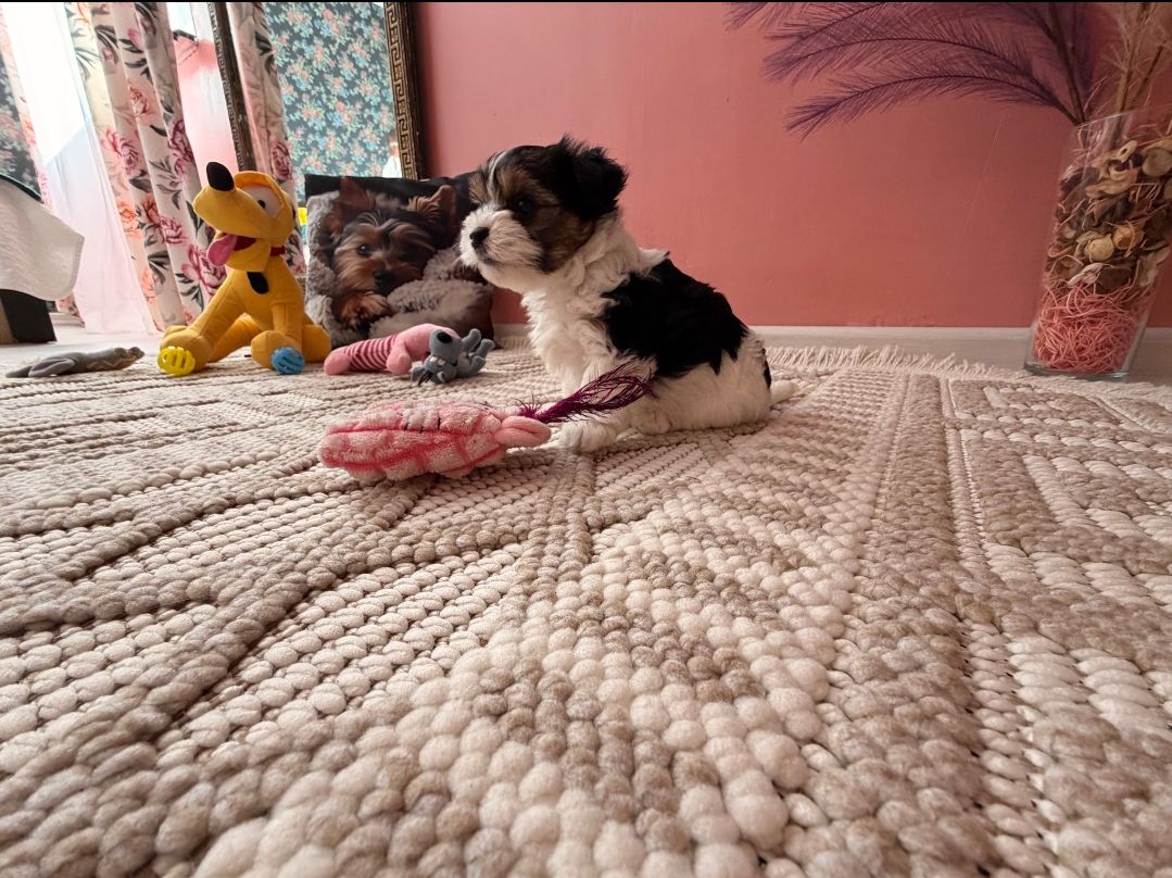 Цуценята бівер-йоркширський тер'єр