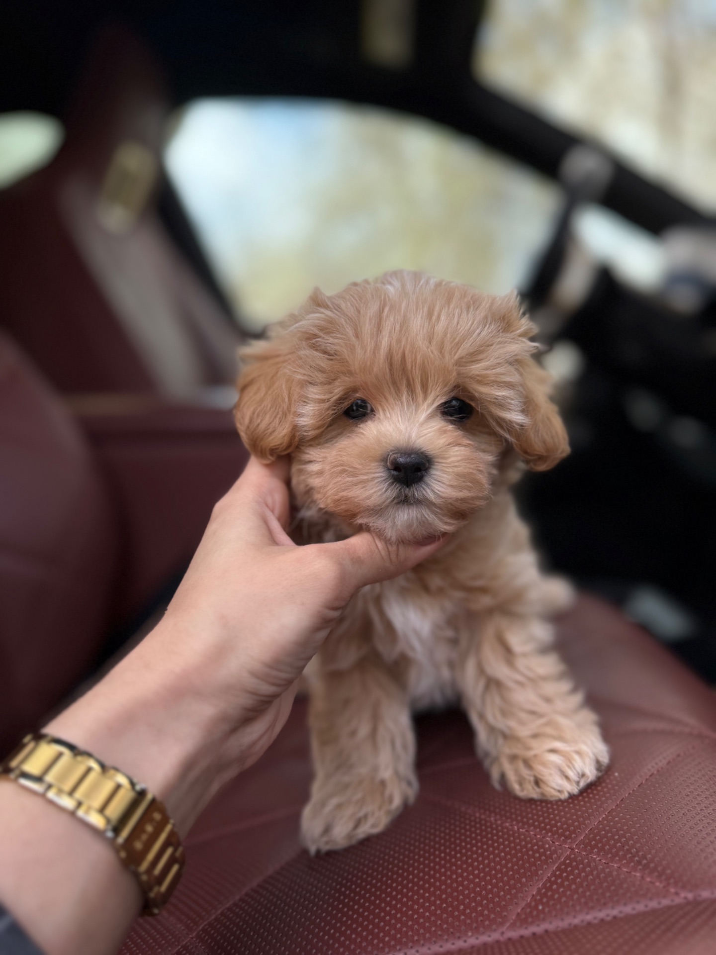 Мальтипу ф1 карамельный хлопчик супер міні