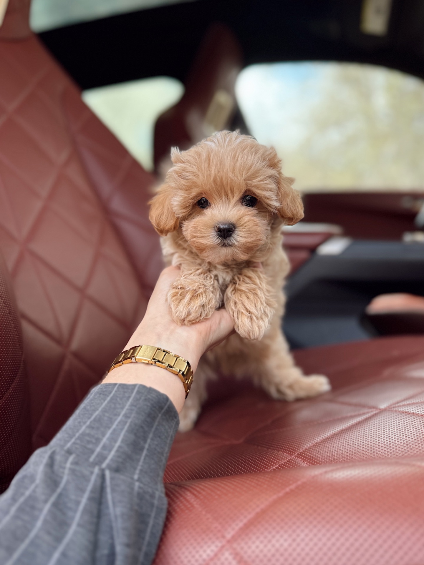 Мальтипу ф1 карамельный хлопчик супер міні