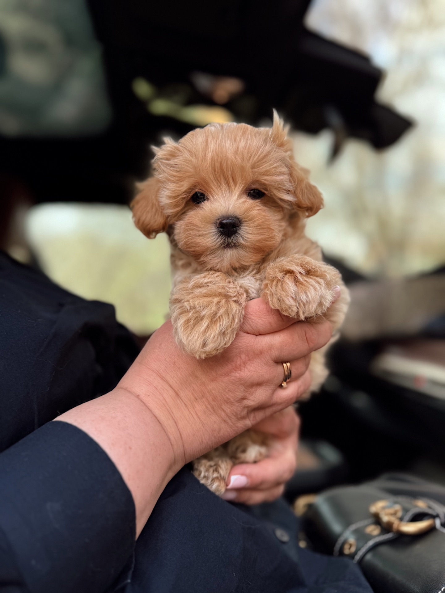 Мальтипу ф1 карамельный хлопчик супер міні