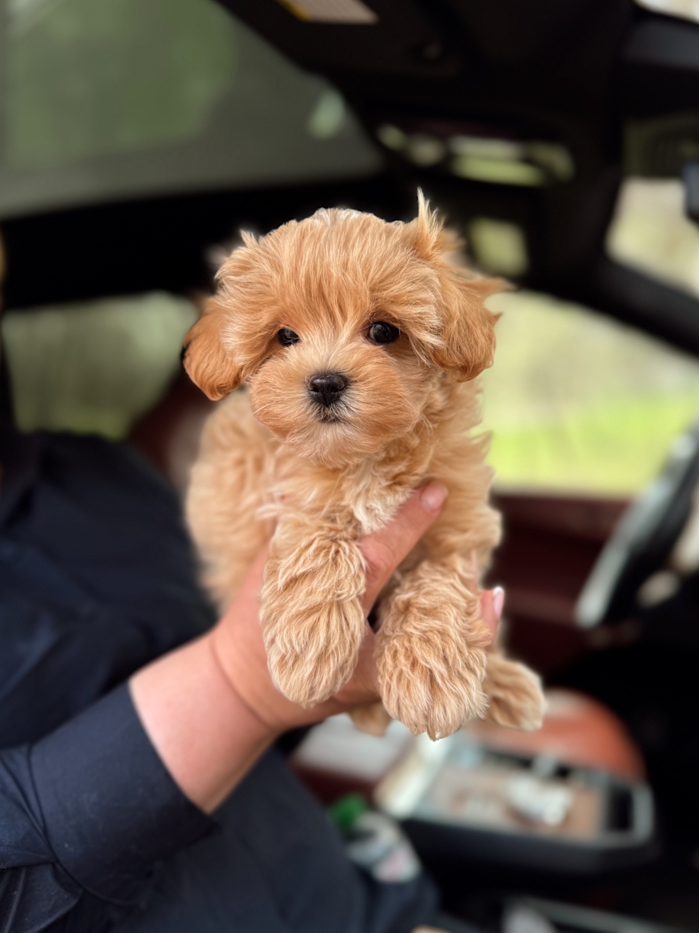 Мальтипу ф1 карамельный хлопчик супер міні