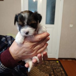 Цуценята бівер-йоркширський тер'єр