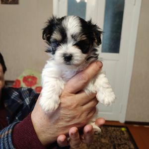 Цуценята бівер-йоркширський тер'єр