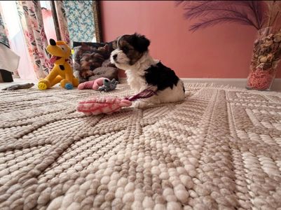 Цуценята бівер-йоркширський тер'єр