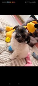 Цуценята бівер-йоркширський тер'єр